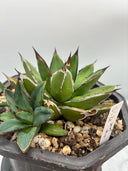 Agave ホリササ(No.70)親株（子株つき）(Lize血統) 抜き苗発送