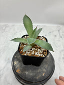 Agave 甲蟹x屈原(No.？)子株⑥(Lize血統) 抜き苗発送
