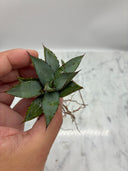 Agave 甲蟹x笹之雪子株(Lize血統) 抜き苗発送
