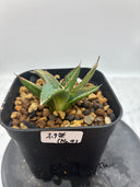 Agave ホリササ(No.4)子株②(Lize血統) 抜き苗発送