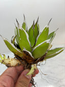 Agave ホリササ(No.37)(Lize血統) 抜き苗発送
