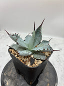 Agave 激怒之舞(No.？)子株③(Lize血統) 抜き苗発送