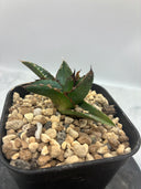 Agave ホリササ(No.44)子株②(Lize血統) 抜き苗発送