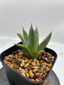 Agave ホリササ(No.37)子株②(Lize血統) 抜き苗発送