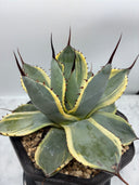 Agave Orizaba子株（US血統）抜き苗発送
