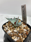 【Indoor Jungle Issue n°11掲載株】甲蟹x屈原子株（No.42) Lize血統 第4世代　未発根株