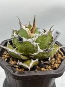 Agave titanota 烈焔親株(Lize産) 抜き苗発送