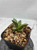 Agave titanota フィリグリー子株①(Lize血統）抜き苗発送