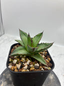 Agave ホリササ(No.44)子株(Lize血統) 抜き苗発送