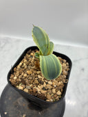 Agave Orizaba子株（US血統）抜き苗発送