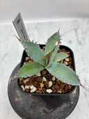 【Indoor Jungle Issue n°11掲載株】激怒之舞子株（No.54) Lize血統 抜き苗発送