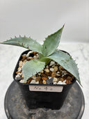 Agave 激怒之舞(No.42)子株(Lize血統) 抜き苗発送