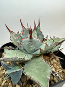 Agave 甲蟹x屈原(No.31)子株③(Lize血統) ベアルート発送