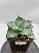 Agave 甲蟹交種子株①(Lize血統) 抜き苗発送