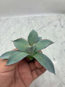 Agave 甲蟹x屈原(No.28)子株②(Lize血統) ベアルート発送