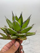 Agave ホリササ(No.24)(Lize血統) 抜き苗発送