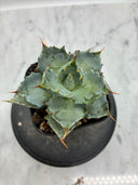 Agave 甲蟹交種子株①(Lize血統) 抜き苗発送