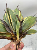 Agave キュービック黄覆輪子株（台湾産）　抜き苗発送