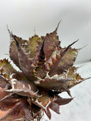 Agave 黒火焔x血雨雷神子株　(Lize血統) 抜き苗発送
