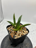 Agave ホリササ(No.17)子株②(Lize血統) 抜き苗発送