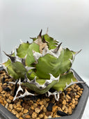Agave titanota 姫厳龍親株(Lize産) 抜き苗発送