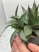 Agave 甲蟹x笹之雪子株②(Lize血統) 抜き苗発送