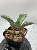 Agave titanota 黒鯨子株②(Lize血統) 未発根発送