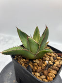 Agave ホリササ(No.37)子株②(Lize血統) 抜き苗発送