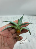 Agave 甲蟹x屈原(No.31)子株③(Lize血統) ベアルート発送