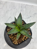 Agave ホリササ(No.21)子株(Lize血統) 抜き苗発送