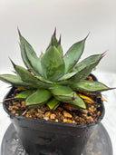 Agave 甲蟹x笹之雪子株(Lize血統) 抜き苗発送
