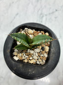 Agave titanota シーザー子株(Lize血統)　抜き苗発送