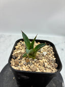 Agave ホリササ(No.20)子株①(Lize血統) 抜き苗発送