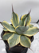 Agave Orizaba子株（US血統）抜き苗発送