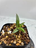 Agave ホリササ(No.？)子株①(Lize血統) 抜き苗発送