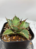 Agave titanota シーザー子株(Lize血統)　抜き苗発送