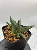 Agave ホリササ(No.4)(Lize血統) 抜き苗発送