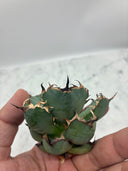 Agave titanota 黒鯨子株(Lize血統) 未発根発送