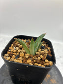 Agave ホリササ(No.38)子株①(Lize血統) 抜き苗発送