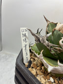 Agave titanota 緑煌子株(Lize産) 抜き苗発送（緑煌タグ付き