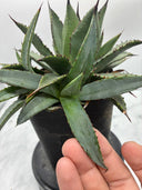 Agave 甲蟹x笹之雪子株②(Lize血統) 抜き苗発送