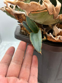 Agave titanota ロブスター子株②(Lize血統）抜き苗発送