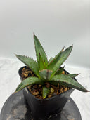 Agave ホリササ(No.2)子株②(Lize血統) 抜き苗発送