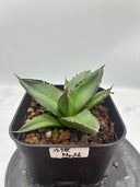 Agave ホリササ(No.36)子株②(Lize血統) 抜き苗発送