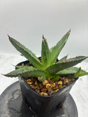 Agave ホリササ(No.2)子株②(Lize血統) 抜き苗発送