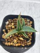 Agave ホリササ(No.4)子株②(Lize血統) 抜き苗発送