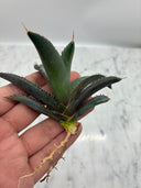 Agave titanota 鳳凰子株①(Lize血統）抜き苗発送