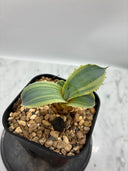 Agave Orizaba子株（US血統）抜き苗発送
