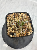 Agave titanota フィリグリー子株①(Lize血統）抜き苗発送