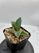 Agave titanota シャークソード子株②(Lize血統）抜き苗発送